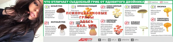 прущие грибы Абаза