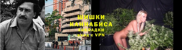 прущие грибы Абаза